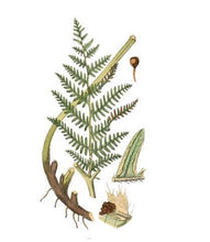 Charger l'image dans la galerie, Plantes tinctoriales