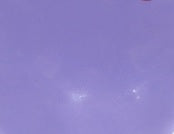 Charger l'image dans la galerie, Pâte Cernit Opaline couleurs/14 couleurs/56 g unité.